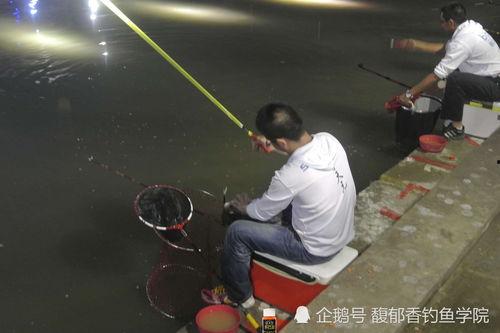 黑坑钓鱼视频,视频解析与经验分享