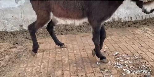 驴的繁殖视频,揭秘驴的繁殖奇观