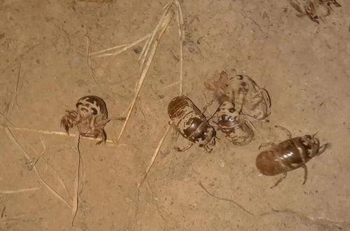 知了猴养殖技术视频,揭秘高效养殖秘诀