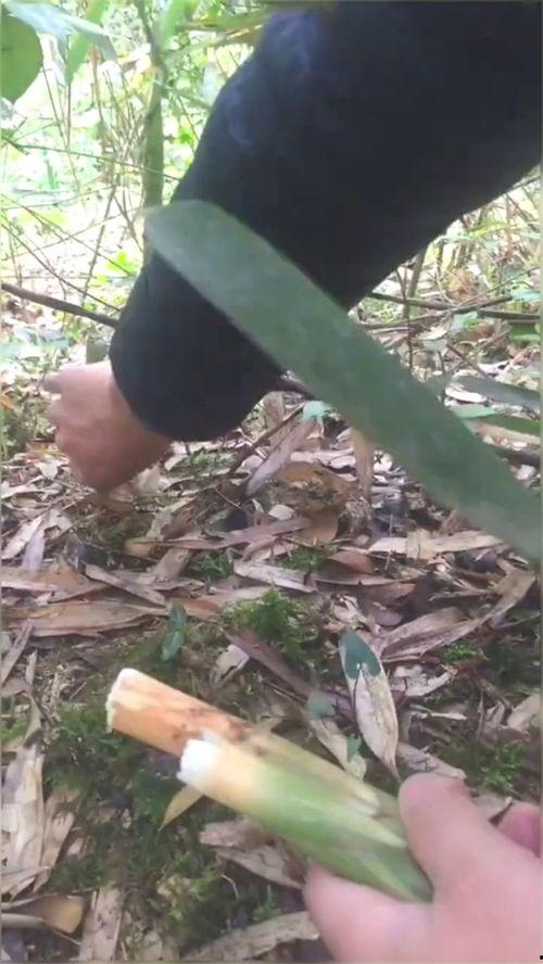 摘笋视频,短视频带你领略摘笋乐趣与技巧